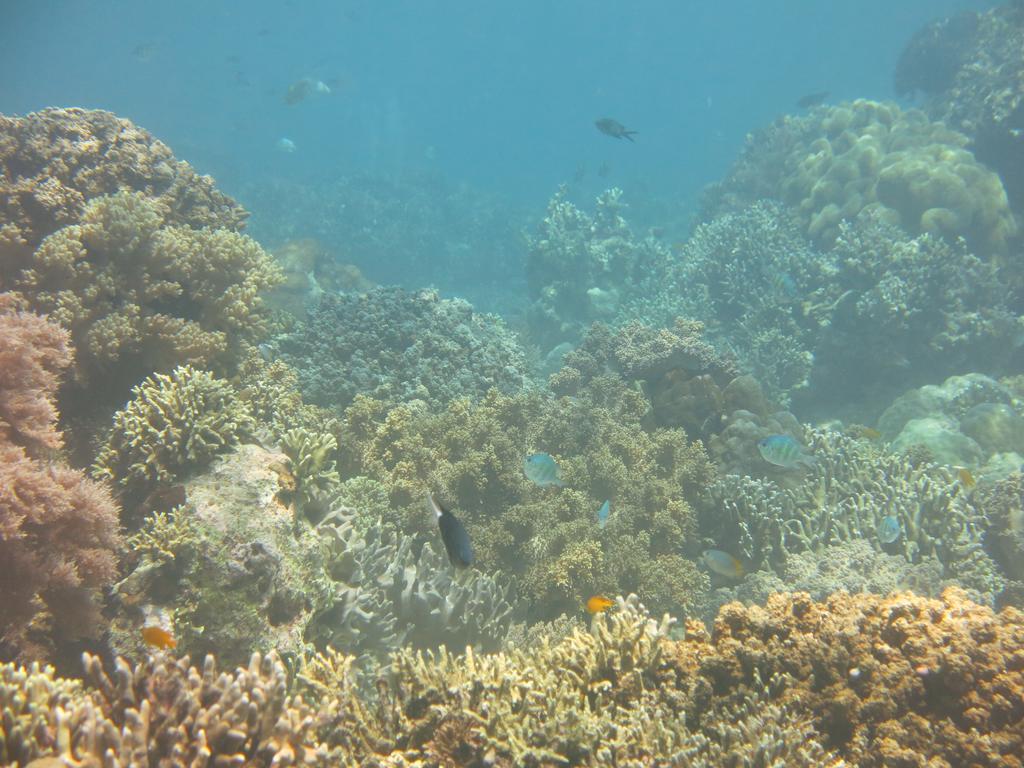 Pande Guest House Pemuteran Εξωτερικό φωτογραφία
