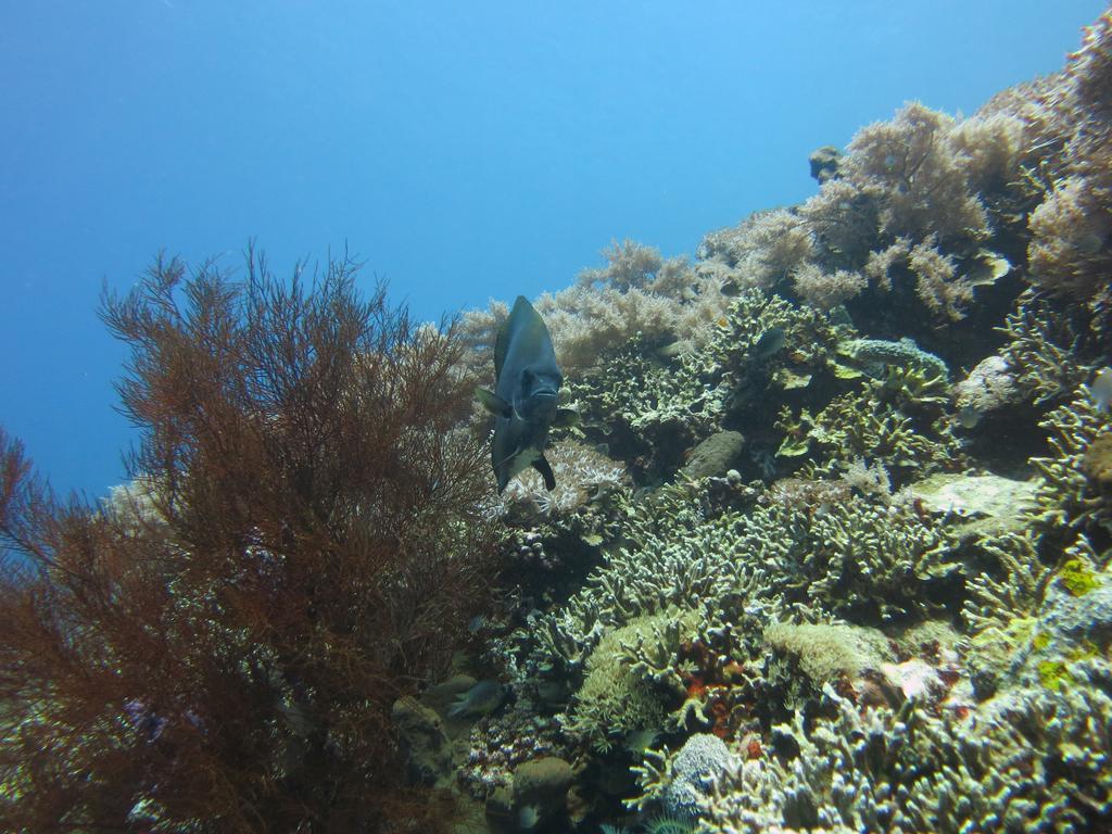 Pande Guest House Pemuteran Εξωτερικό φωτογραφία